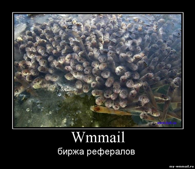 Демотиваторы на тему Wmmail