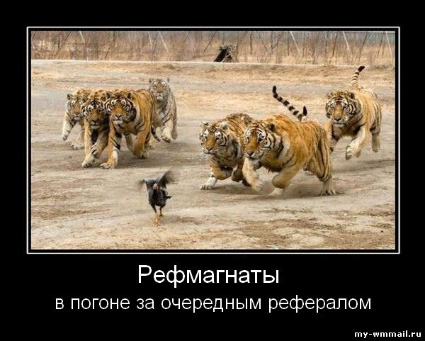 Демотиваторы на тему Wmmail